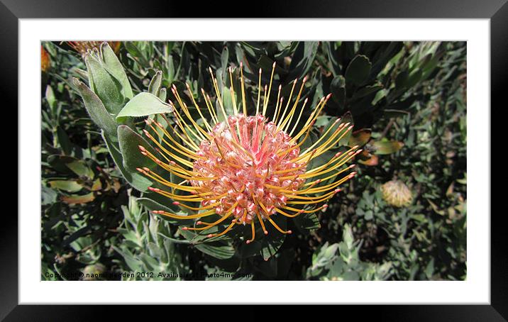 Protea Bloom Framed Mounted Print by N C Photography