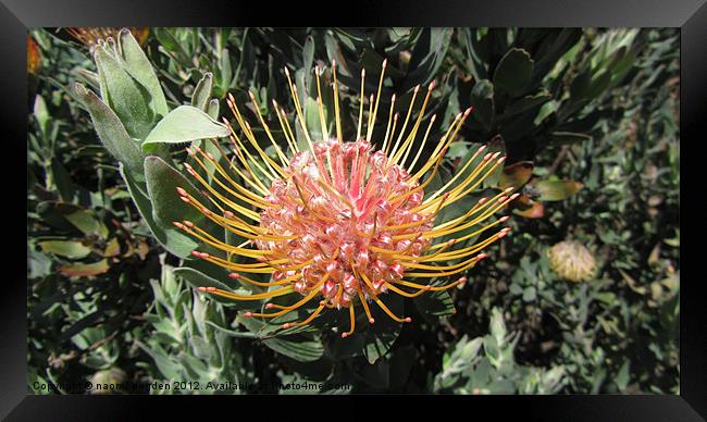 Protea Bloom Framed Print by N C Photography