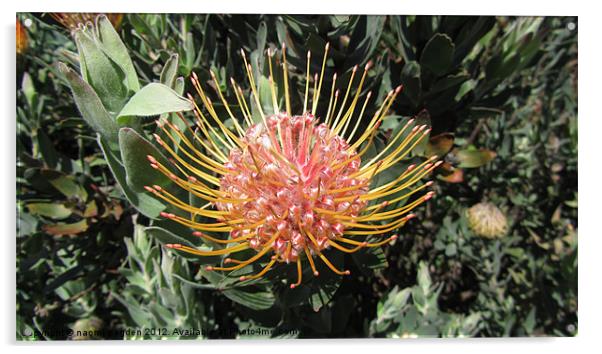 Protea Bloom Acrylic by N C Photography