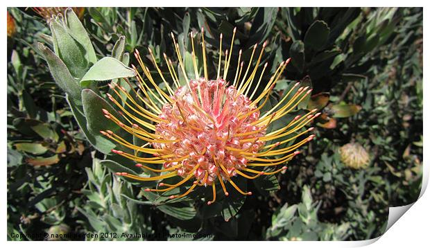 Protea Bloom Print by N C Photography
