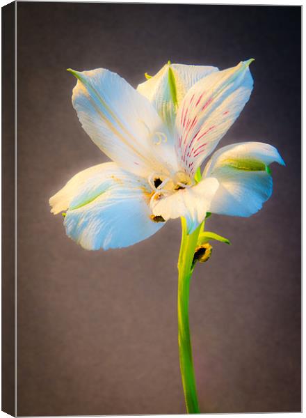 White Flower Canvas Print by Dan Fisher