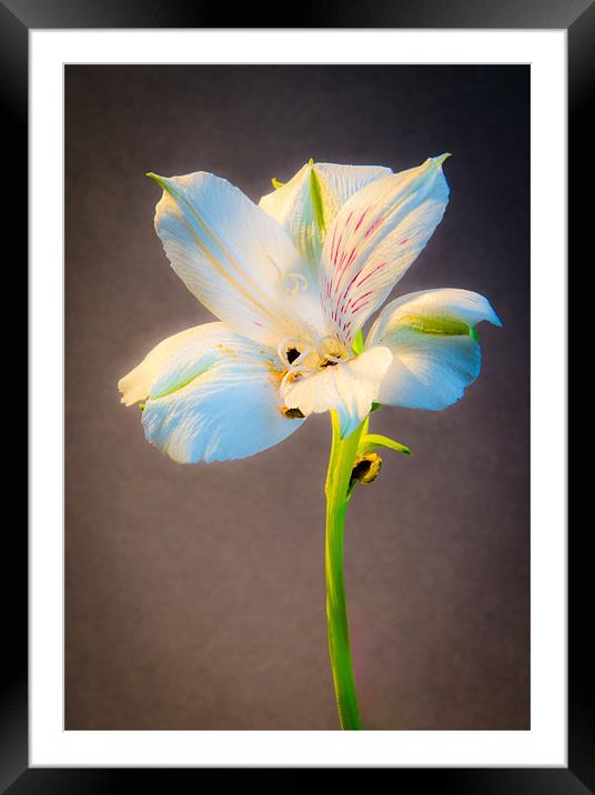 White Flower Framed Mounted Print by Dan Fisher