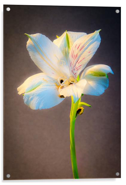 White Flower Acrylic by Dan Fisher
