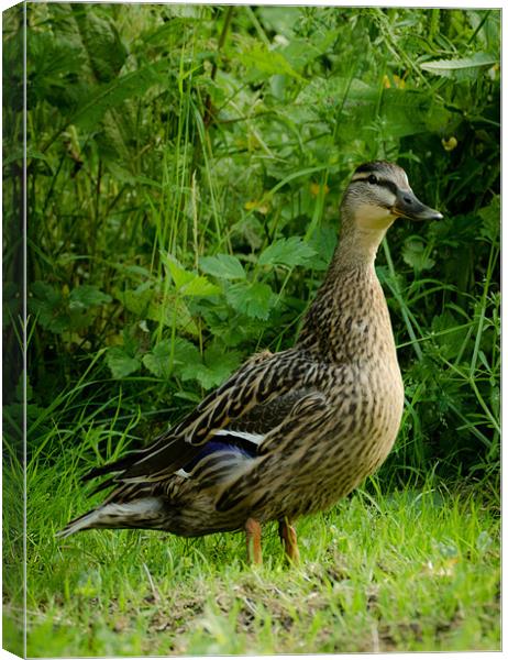 Standing Duck Canvas Print by Dan Fisher