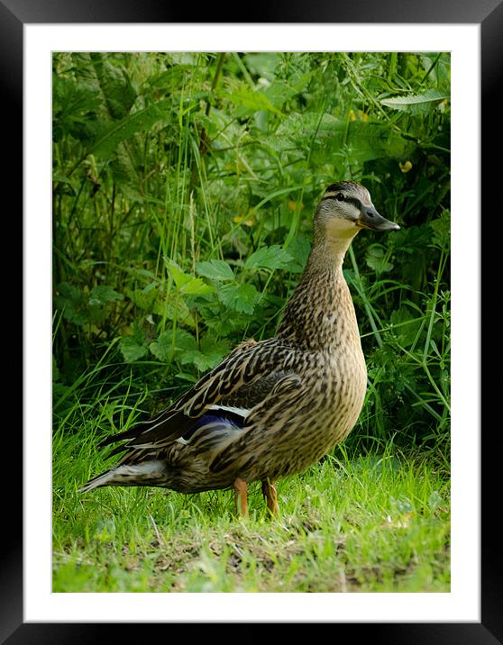 Standing Duck Framed Mounted Print by Dan Fisher