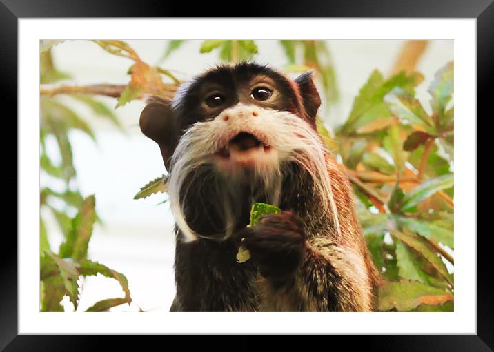 Emperor Tamarin. Framed Mounted Print by Kitty 