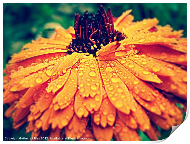 rain on my english marigold Print by Alexia Miles