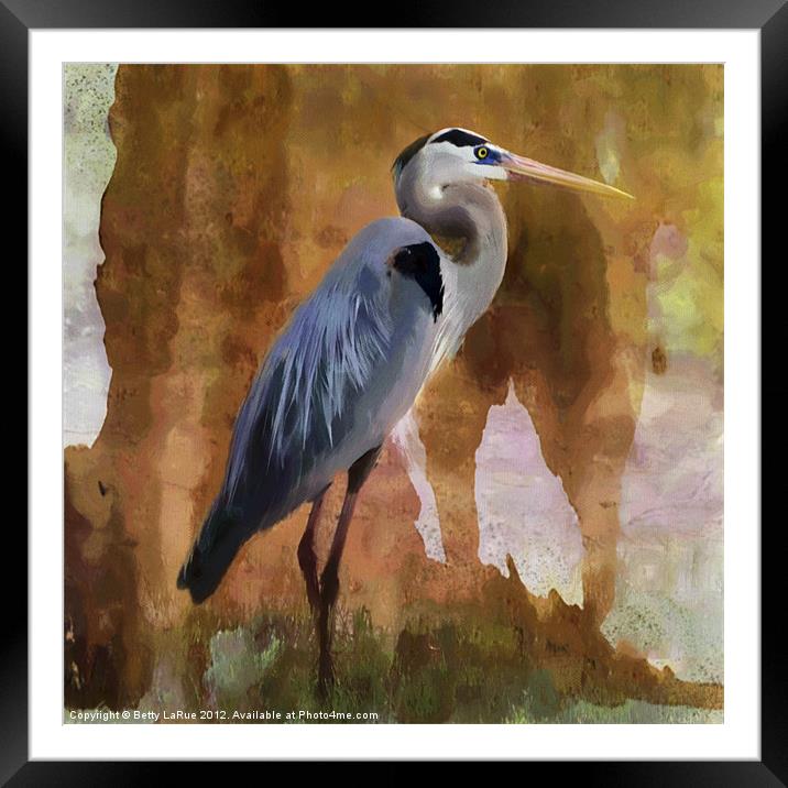 Great Blue Heron Framed Mounted Print by Betty LaRue