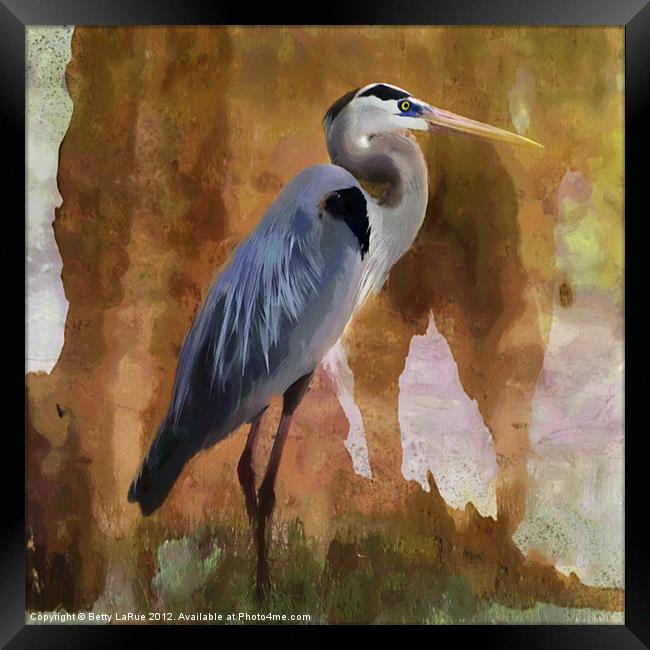 Great Blue Heron Framed Print by Betty LaRue