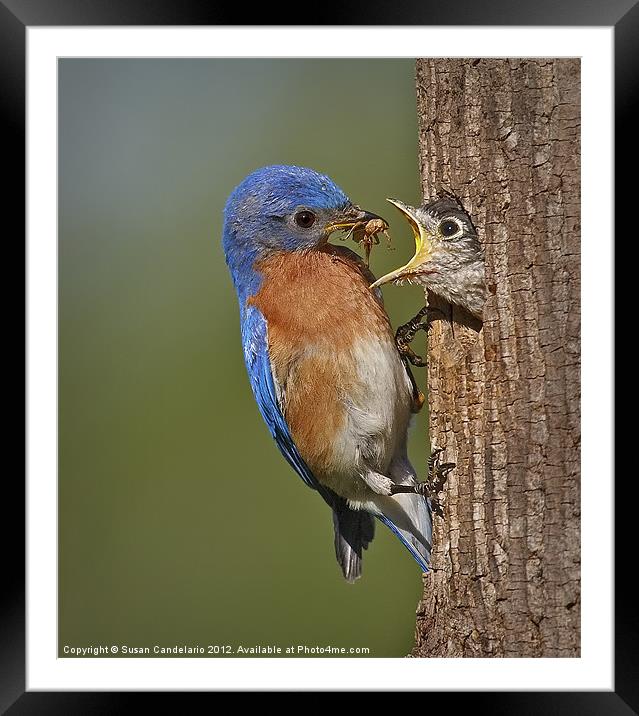 Eastern Bluebird Feeding Chick Framed Mounted Print by Susan Candelario