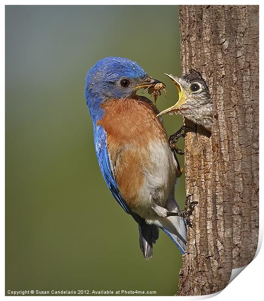 Eastern Bluebird Feeding Chick Print by Susan Candelario