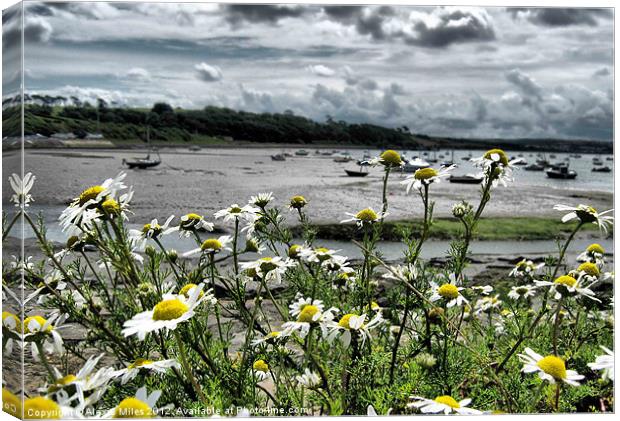 Daisies at Instow Canvas Print by Alexia Miles