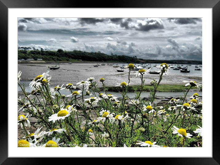 Daisies at Instow Framed Mounted Print by Alexia Miles