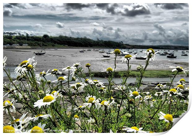 Daisies at Instow Print by Alexia Miles