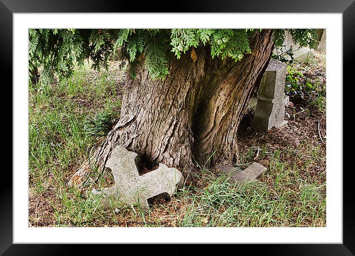 Tree in a Graveyard Framed Mounted Print by Ann Garrett