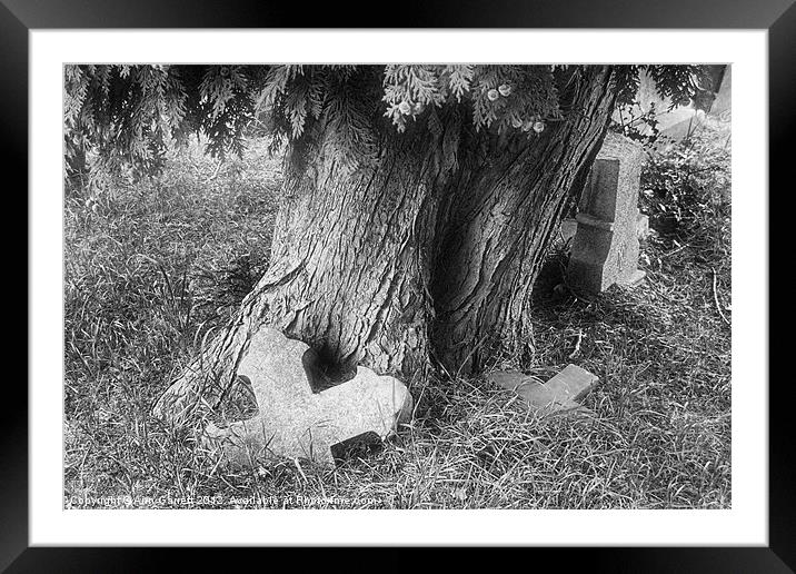 Tree in a Graveyard - Mono Framed Mounted Print by Ann Garrett