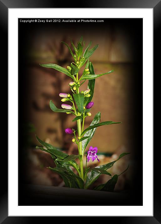 Purple Flower Shadow glow Framed Mounted Print by Zoey Gall