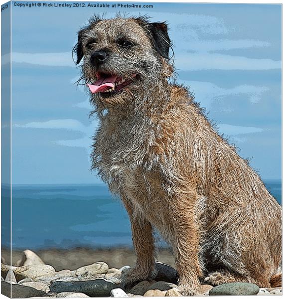 The Border Terrier Canvas Print by Rick Lindley