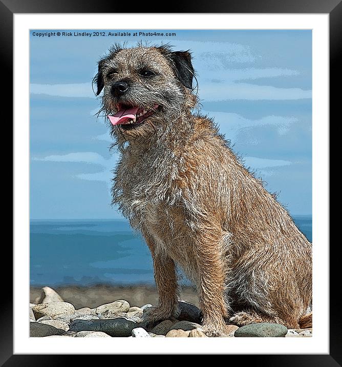 The Border Terrier Framed Mounted Print by Rick Lindley
