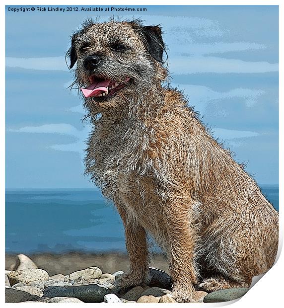 The Border Terrier Print by Rick Lindley