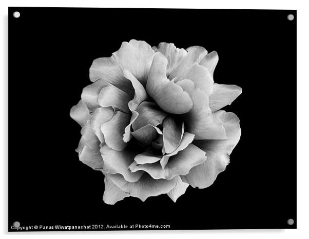 Silver Rose Acrylic by Panas Wiwatpanachat