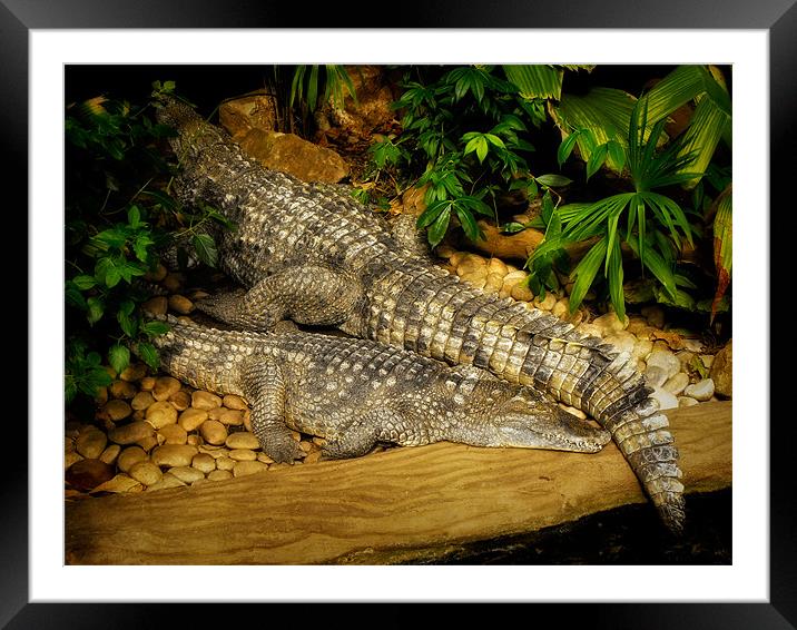 Crocodile Rock Framed Mounted Print by Jay Lethbridge