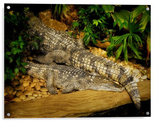 Crocodile Rock Acrylic by Jay Lethbridge