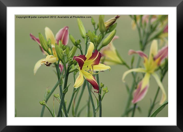 Sue , The Lilly Framed Mounted Print by peter campbell