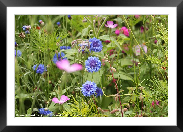Wild Flowers Framed Mounted Print by Will Holme