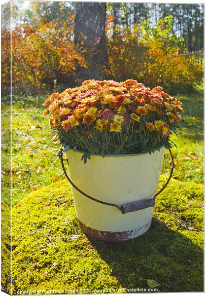 Orange Chrysanthemums in a bucket Canvas Print by Kathleen Smith (kbhsphoto)