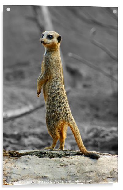 Curious Meerkat Acrylic by Rachael Hood