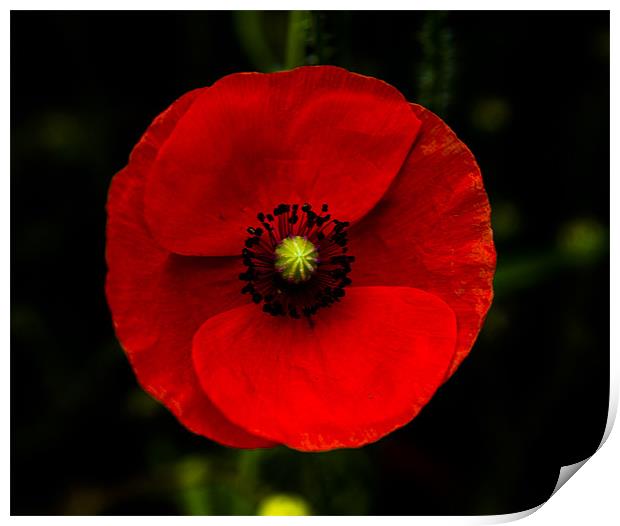 Poppy Print by Rebecca  Young