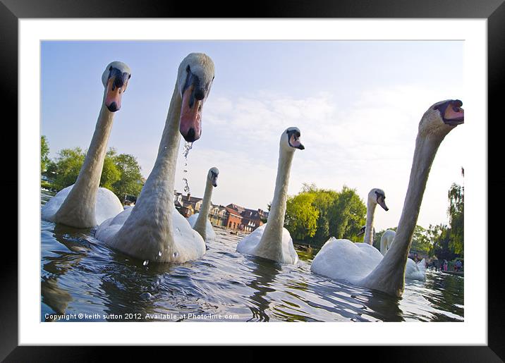 swans Framed Mounted Print by keith sutton