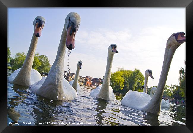 swans Framed Print by keith sutton