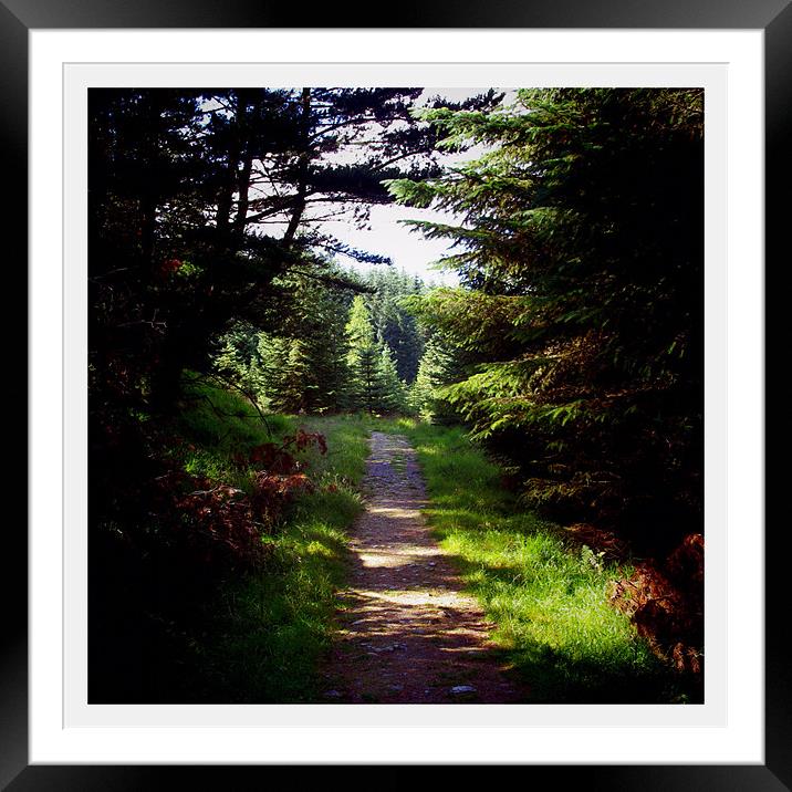 Forest Path, Tyndrum Framed Mounted Print by Lee Osborne