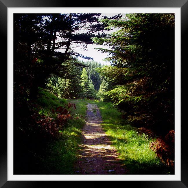 Forest Path, Tyndrum Framed Print by Lee Osborne