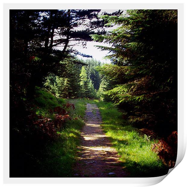 Forest Path, Tyndrum Print by Lee Osborne
