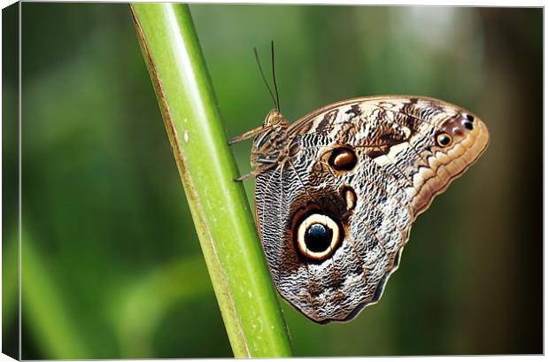 Owl Butterfly Canvas Print by Grant Glendinning