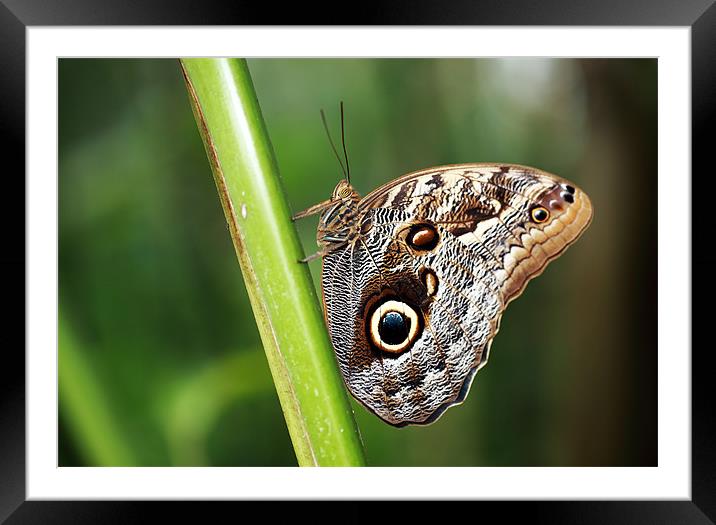 Owl Butterfly Framed Mounted Print by Grant Glendinning