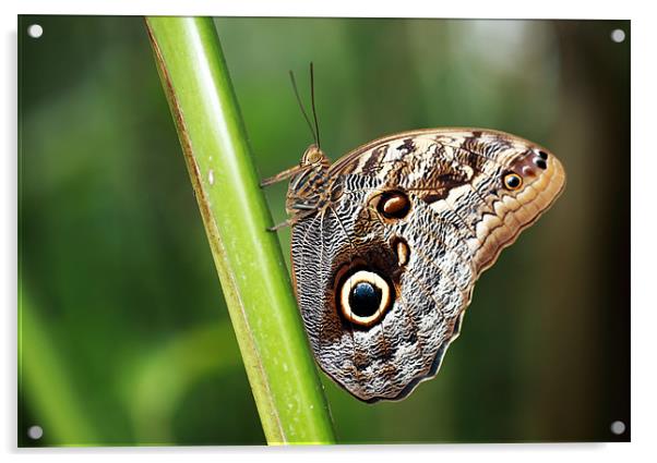 Owl Butterfly Acrylic by Grant Glendinning