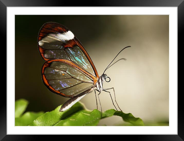 Glasswing tropical Butterly Framed Mounted Print by Grant Glendinning