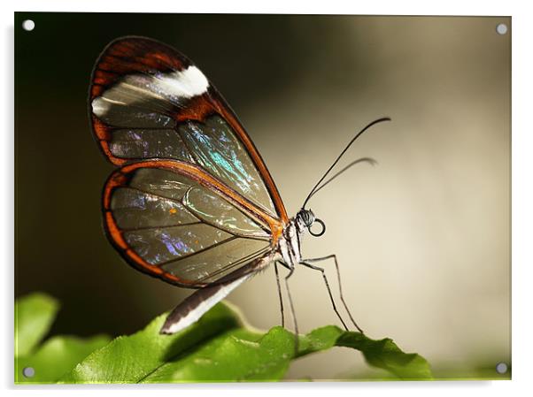 Glasswing tropical Butterly Acrylic by Grant Glendinning