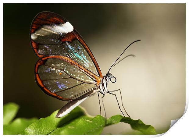 Glasswing tropical Butterly Print by Grant Glendinning