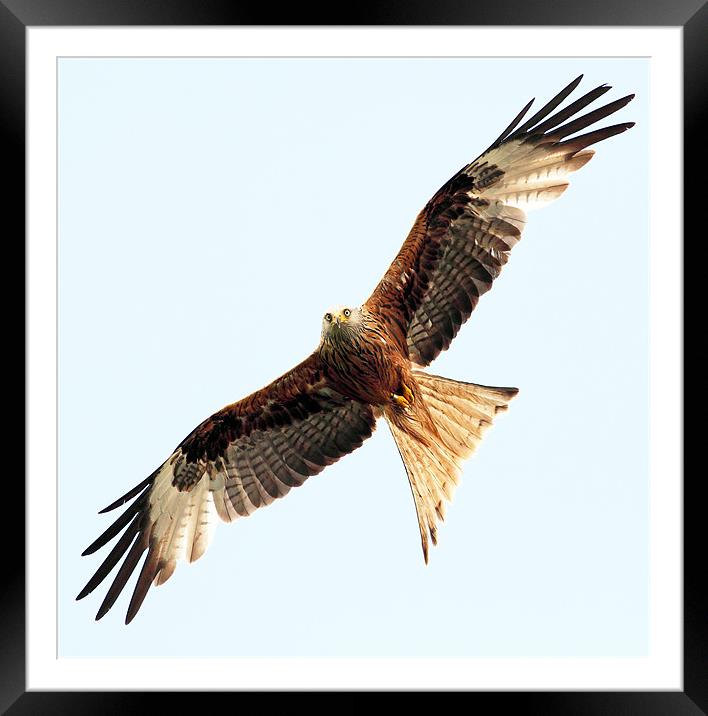 Red Kite Framed Mounted Print by Grant Glendinning