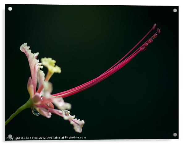 Pulcherrima flower Acrylic by Zoe Ferrie