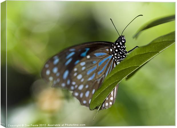 Liuchiou Blue Spotted Milkweed Butterfly Canvas Print by Zoe Ferrie