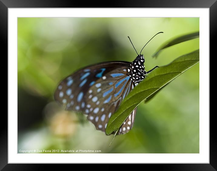 Liuchiou Blue Spotted Milkweed Butterfly Framed Mounted Print by Zoe Ferrie