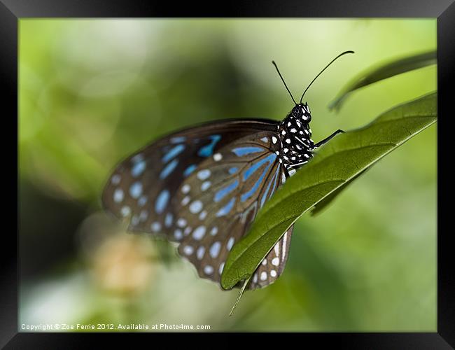 Liuchiou Blue Spotted Milkweed Butterfly Framed Print by Zoe Ferrie