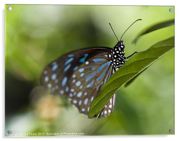 Liuchiou Blue Spotted Milkweed Butterfly Acrylic by Zoe Ferrie