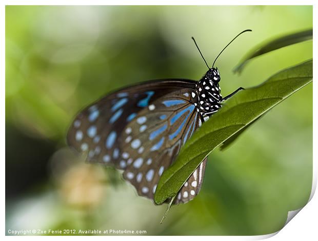 Liuchiou Blue Spotted Milkweed Butterfly Print by Zoe Ferrie